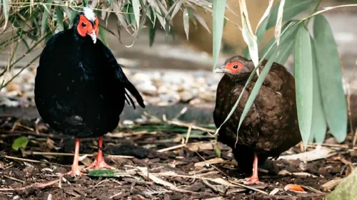 Le zoo de Mulhouse sauve un oiseau disparu